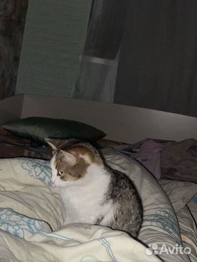 Котики бесплатно в добрые руки