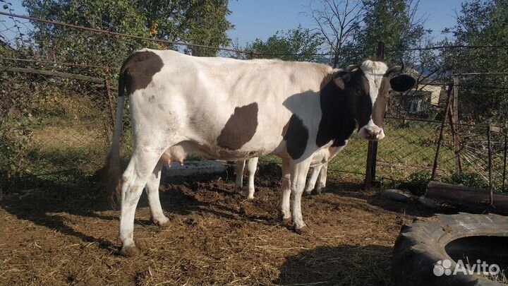 Корова,телка