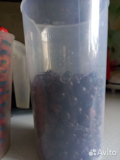 Шиповник, черноплодка