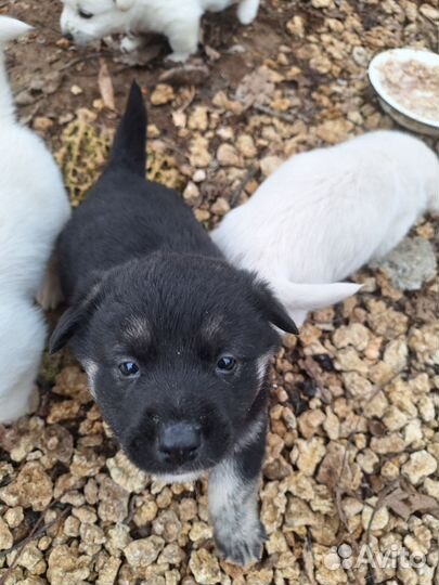 Отдам щенков в хорошие добрые руки