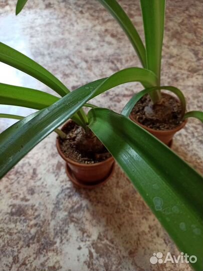 Гиппеаструм