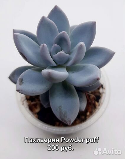 Суккуленты 2