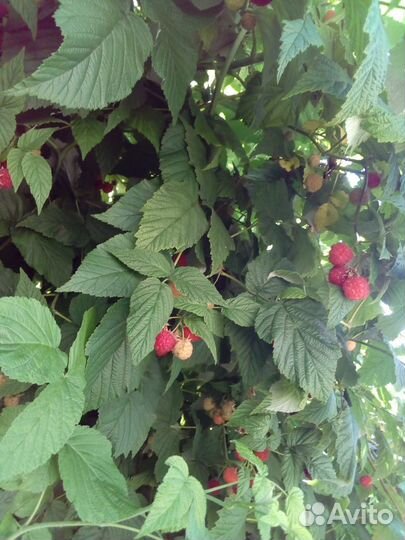 Цветы садовые, клубника, вишня, малина