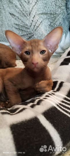 Ориентальная