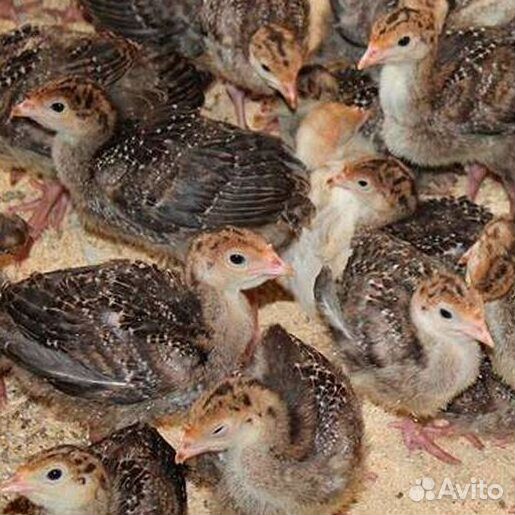 Бройлерные цесарки