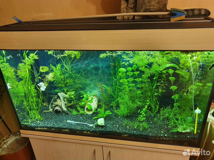 Аквариум 200 л (90 х 55 х 35)