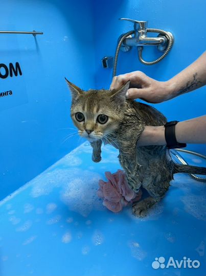 Грумер стрижка собак и кошек