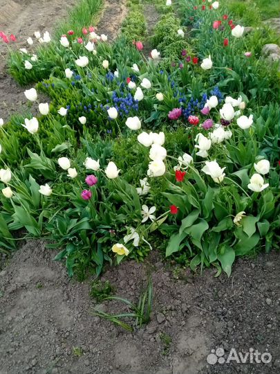 Семена тюльпанов