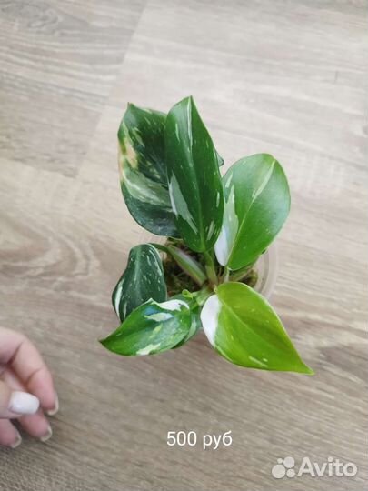 Филодендрон белая принцесса