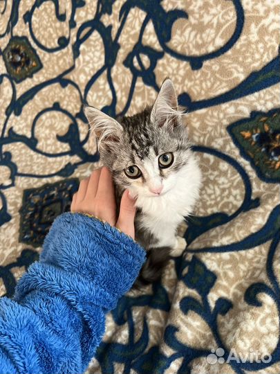 Котята бесплатно