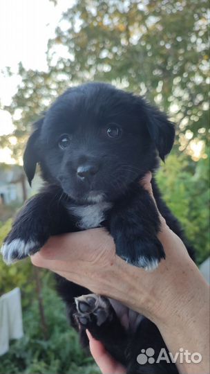 Щенок в добрые руки