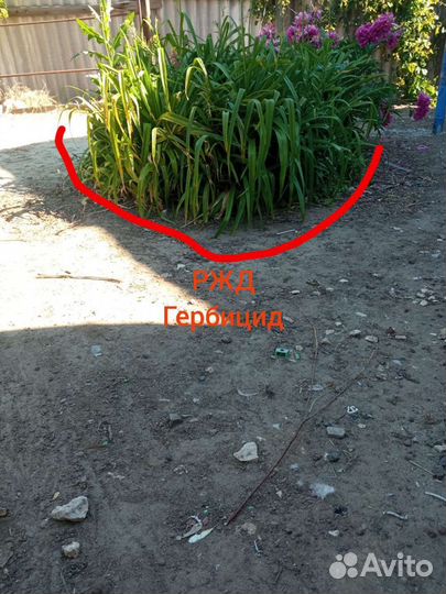 Ржд Гербицид