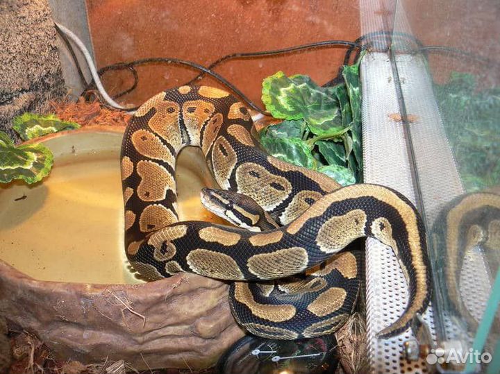 Королевский мальчик