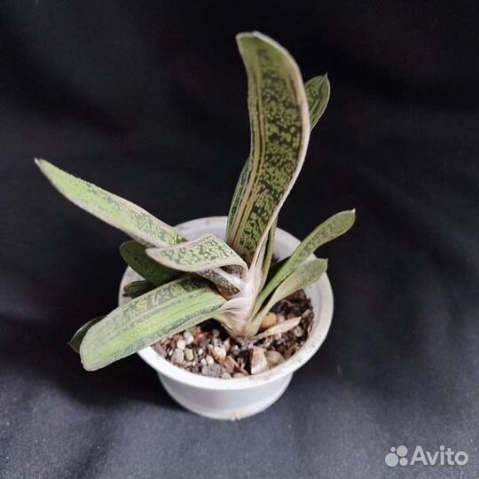 Суккуленты - продажа/обмен