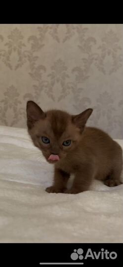 Бурманские котята