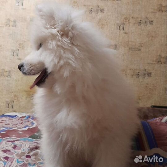 Самоедики в добрые руки