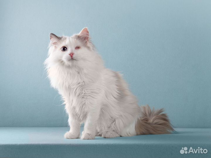 Нежная одноглазая кошечка Тухти