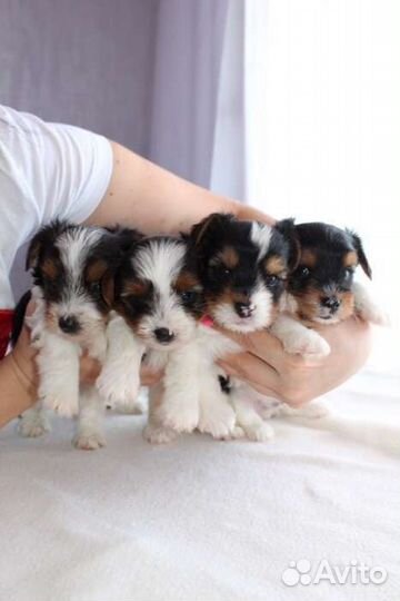 Девочки красавицы