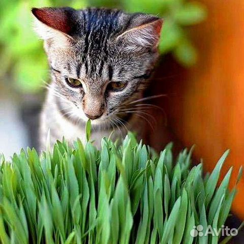 Трава для кошек