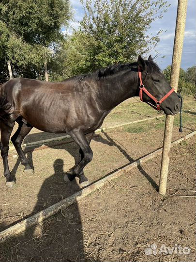 Жеребец карачаевской породы