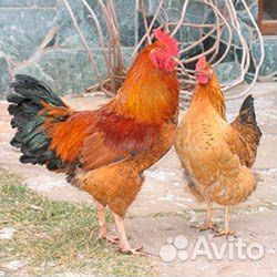 Куры несушки