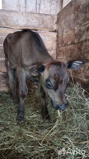 Бычок Джерси 75