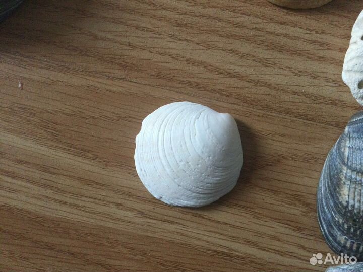 Морские ракушки раковины