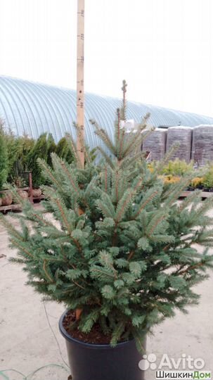 Ель, туя в каждый дом