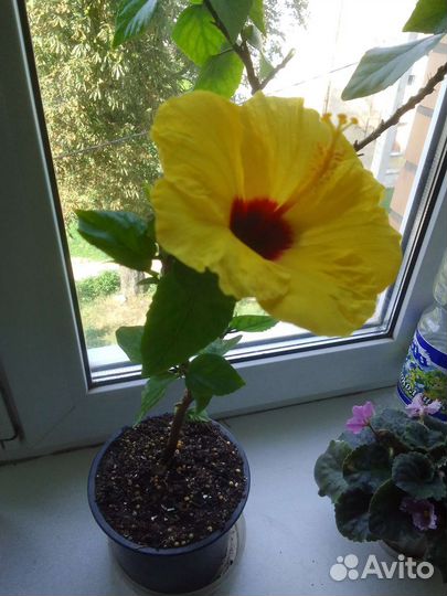 Сортовые гибискусы