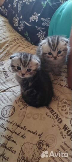 Шотландские котята