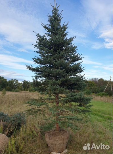 Ель зеленая обыкновенная саженцы, крупномеры