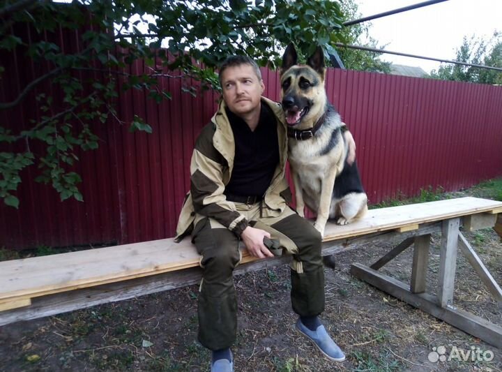 Дрессировка собак