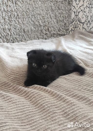 Шотладские котята