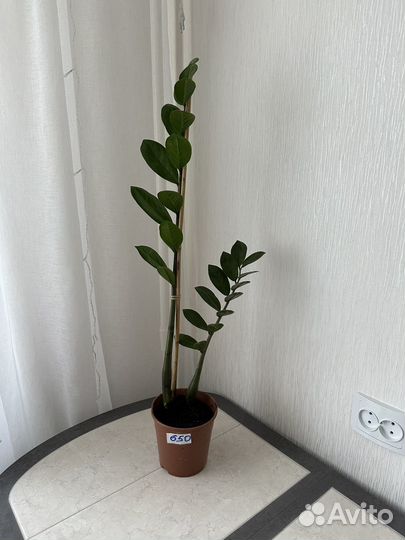 Замиокулькас