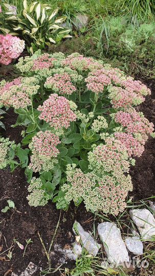 Очиток видный