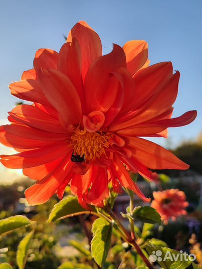 Многолетние цветы