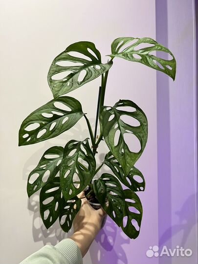 Монстера адансони