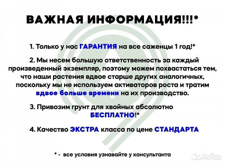 Сосны для живой изгороди