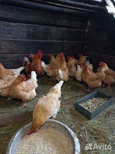 Инкубационное яйцо кур мини мясных