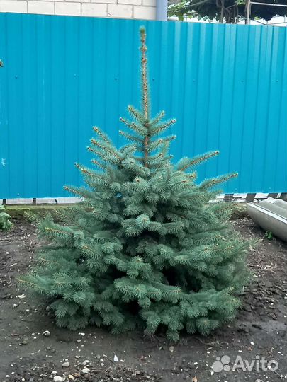 Ель голубая