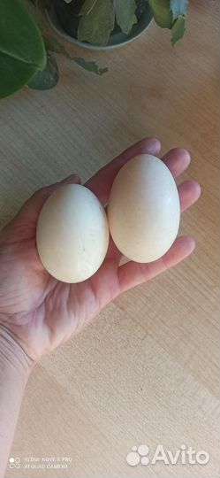 Утиные яйца