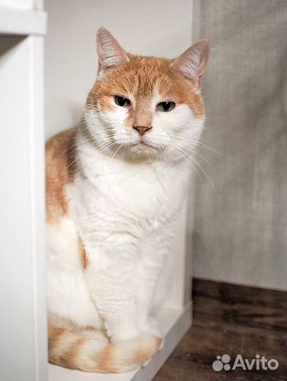 Всю жизнь в клетке. Кошечка Изабелла ищет дом