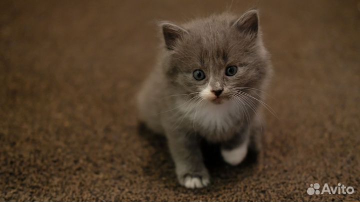 Британские вислоухие котята