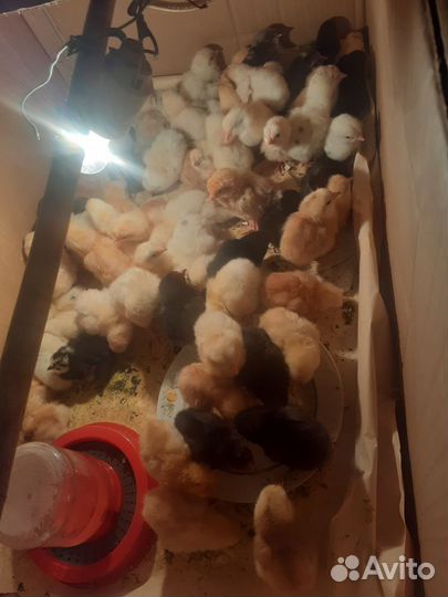 Яйца.Купи и наслаждайся