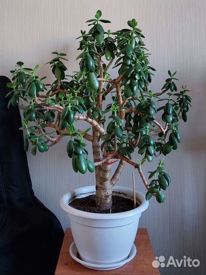 Денежное дерево