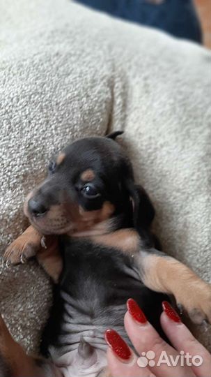 Кроличья такса