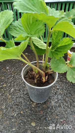 Редкие растения для сада