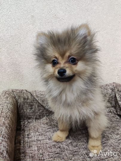 Щенки шпица