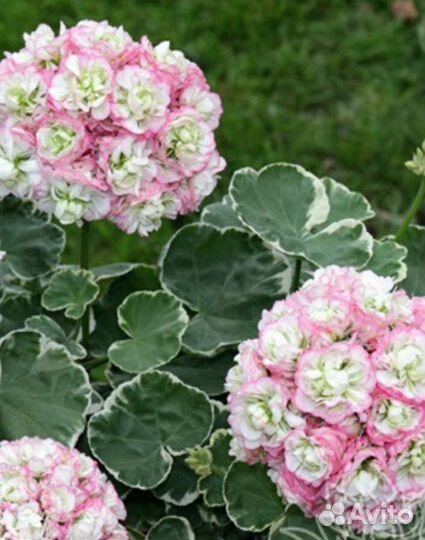 Пеларгония