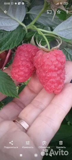 Саженцы малины крупноплодной, смородины